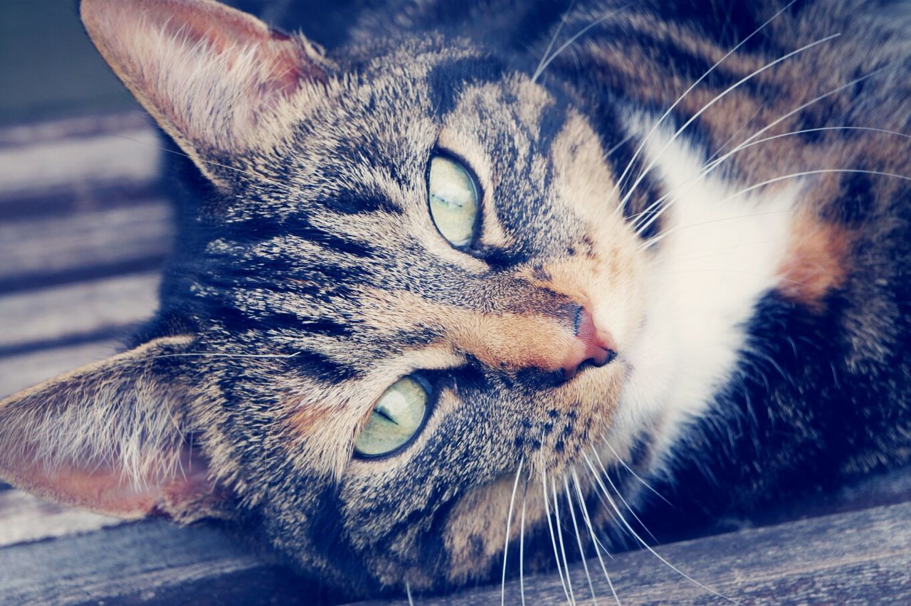 animal themes, one animal, domestic animals, pets, domestic cat, mammal, whisker, cat, feline, close-up, animal head, portrait, focus on foreground, looking at camera, animal body part, animal eye, indoors, relaxation, no people