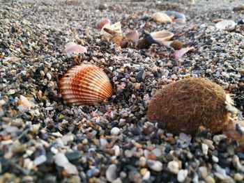 Close-up of seashells on pebbles at beach