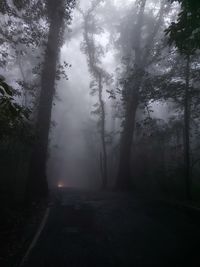 Trees in forest against sky