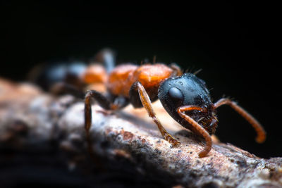 Close-up of spider