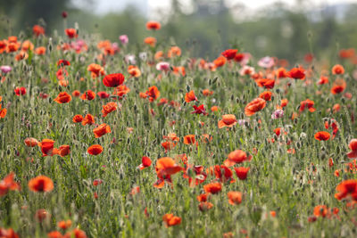 Red poppies blooming on field