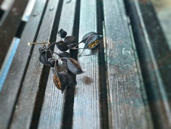 Close-up of padlocks on wood