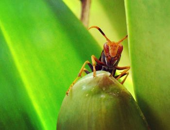 Close-up of insect on leaf