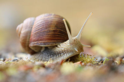 Close-up of snail
