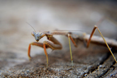 Close-up of insect