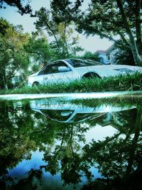 Reflection of trees in water