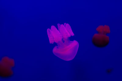 Close-up of water over black background