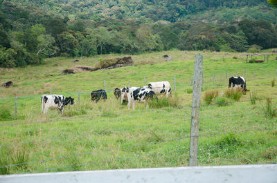 Horses in a field