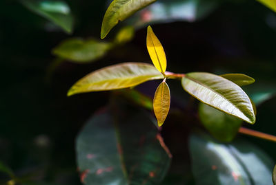 Close-up of yellow leaves on plant