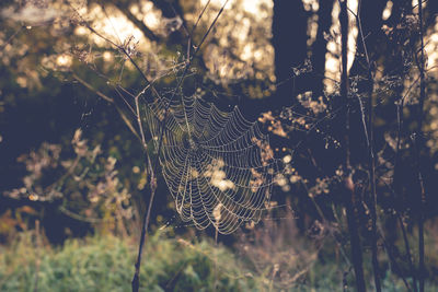 Close-up of spider web on plants