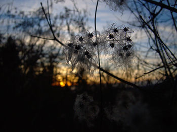 Close-up of silhouette flowering plant against sky during sunset