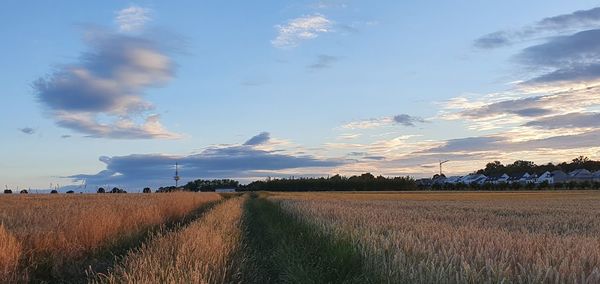 Scenic view of field against sky during sunset