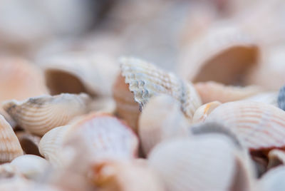 Full frame shot of shells