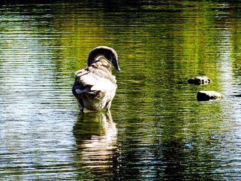 Swan swimming in lake