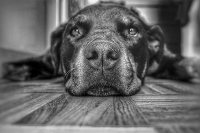 Close-up of dog lying on floor