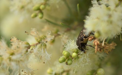 Close-up of insect on plant