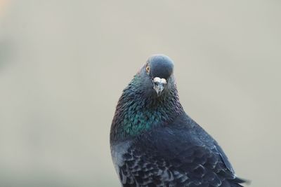 Close-up of bird perching outdoors