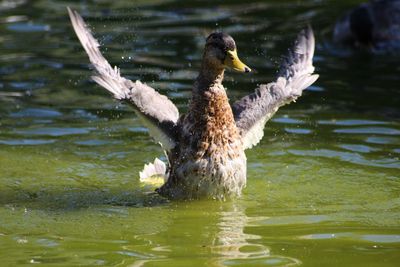 Duck swimming in lake