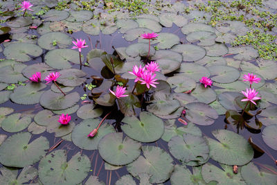 Close-up of pink lotus water lily in lake