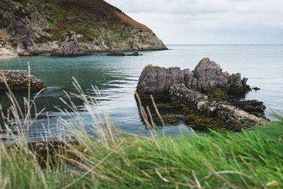 Close-up of grass by sea against sky