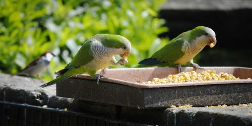 Close-up of bird perching outdoors