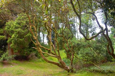 Trees in forest