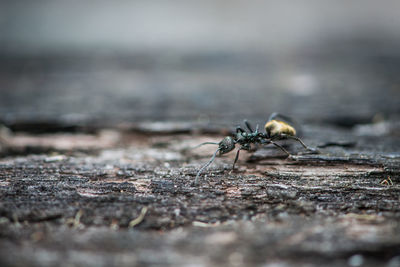 Close-up of ant on ground