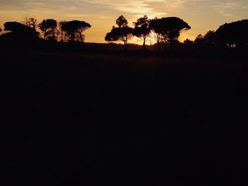 Silhouette of trees at sunset