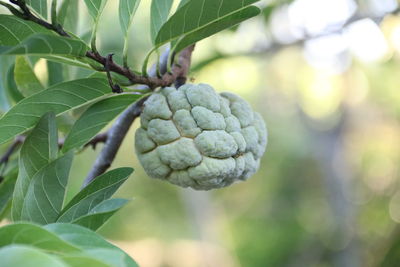 Close-up of fruit growing on tree