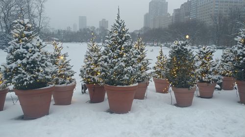 Illuminated potted christmas trees on snow covered field in city