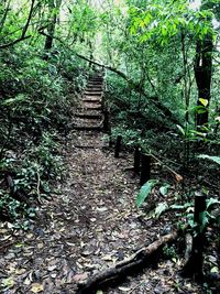 Narrow walkway in forest