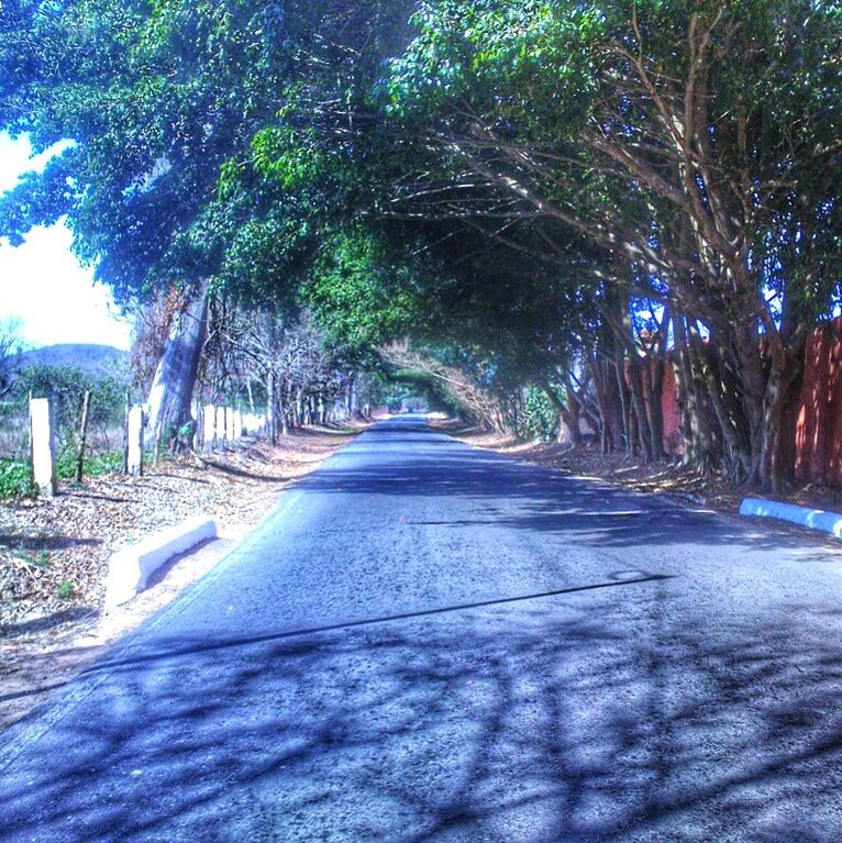 SURFACE LEVEL OF ROAD ALONG TREES