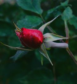 Close-up of red plant