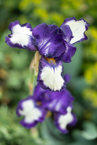 Close-up of purple iris