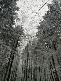 Low angle view of trees in forest