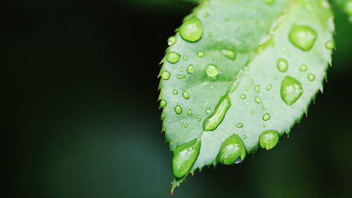 Close-up of raindrops on leaf