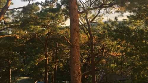Trees against sky