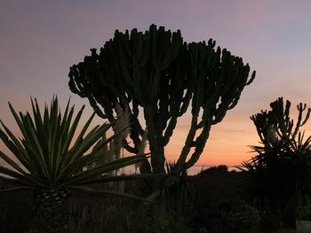 Cactus growing on field against sky during sunset