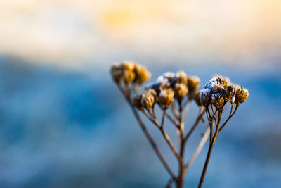 Close-up of frozen cotton plant