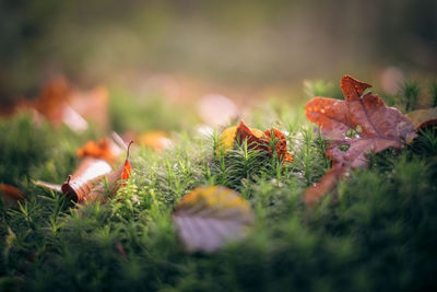 Close-up of orange leaves on field