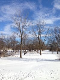 Bare trees on snow covered landscape