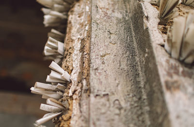 Close-up of cross on tree trunk