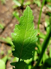 Close-up of plant