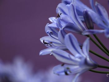 Agapanthus against a purple wall