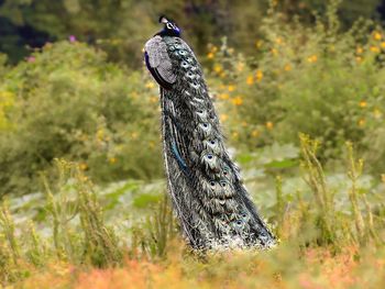 Close-up of a peacock bird looking away