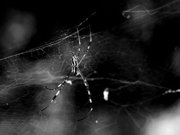 Close-up of spider web