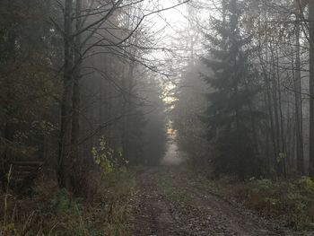 Road amidst trees in forest