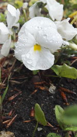 Close-up of wet white flower blooming outdoors