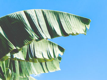 Low angle view of palm tree against blue sky