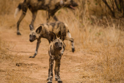 African wild dogs in the savannah off in zimbabwe, south africa